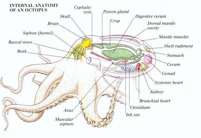anatomi gurita