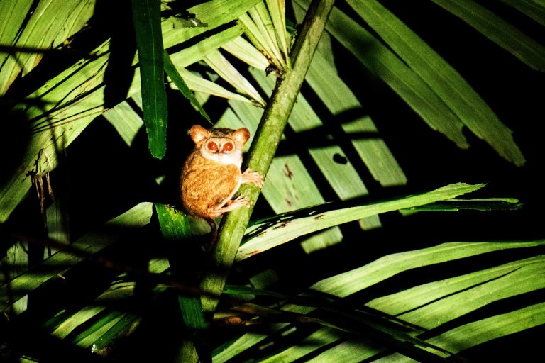 Tarsius Sangihe 2