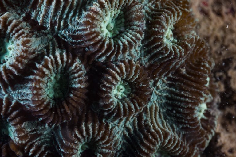 ZZZ02802_sta8_10m_coralite