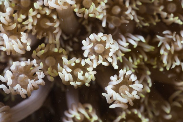 ZZZ02812_sta8_10m_Coral_goniopora