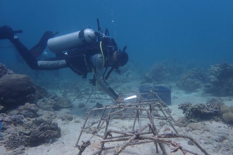 Checking the growth and condition of coral fragments on the spider-web medium and replacing fragments